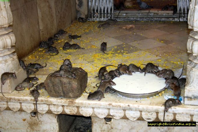 karni mata temple in bikaner Rajasthan, drive directions, travel planner, car trip planne